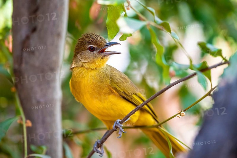 Yellow-bellied Greenbul (Chlorocichla flaviventris), Yellow-bellied Greenbul, Zambezi Region, Caprivi Strip, Namibia