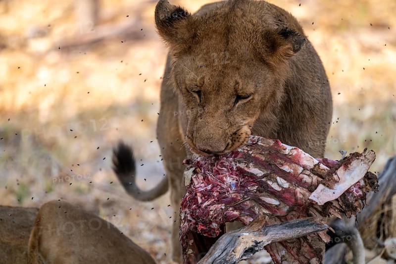 Lion pack with kill, lion (Panthera Leo) eats buffalo, savanna, Moremi Game Reserve, Botswana