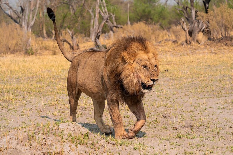 Maned lion, lion (Panthera Leo) runs to the side, savanna, Moremi Game Reserve, Botswana