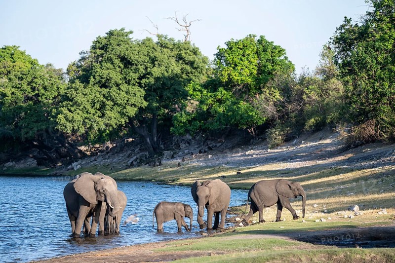 African elephant (Loxodonta africana) drinking in Chobe River, Ihaha, Chobe National Park National Park, Botswan