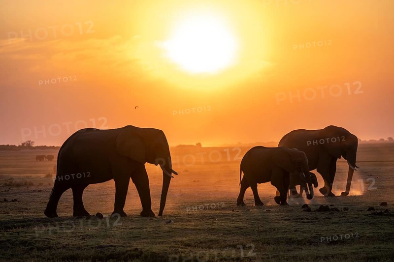 Herd, African Elephant (Loxodonta africana), Silhouette, Sunset, Ambient Light, Ihaha, Chobe National Park, Botswan
