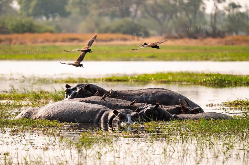 Hippopotamus (Hippopatamus amphibius), Okavango Delta, Moremi Game Reserve, Botswana