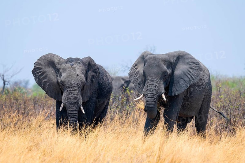 Herd of African elephants (Loxodonta africana) in dry savanna, Bwabwata National Park, Caprivi Strip, Namibia