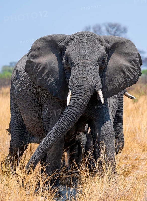African elephant (Loxodonta africana) in dry savanna, Bwabwata National Park, Caprivi Strip, Namibia