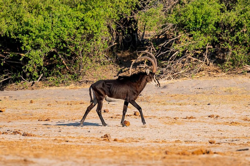 Sable, black antelope, black antelope (Hippotragus niger), Caprivi strip, Namibia