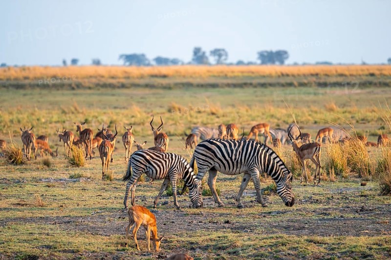 Impalas and steppe zebras (Equus quagga), atmospheric lighting, Ihaha, Chobe National Park National Park, Botswan