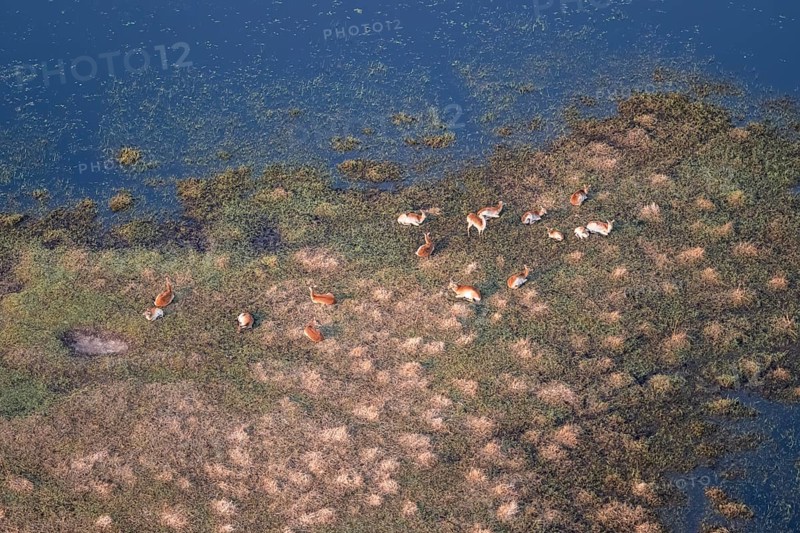 Herd of letschwe (Kobus leche), lychee bog antelope, riverbank, river landscape, aerial view, Okavango Delta, Botswana