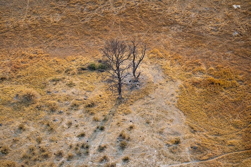 Species tree in the savanna, landscape, aerial view of the Okavango Delta, near Maun, Okavango Delta, Botswana