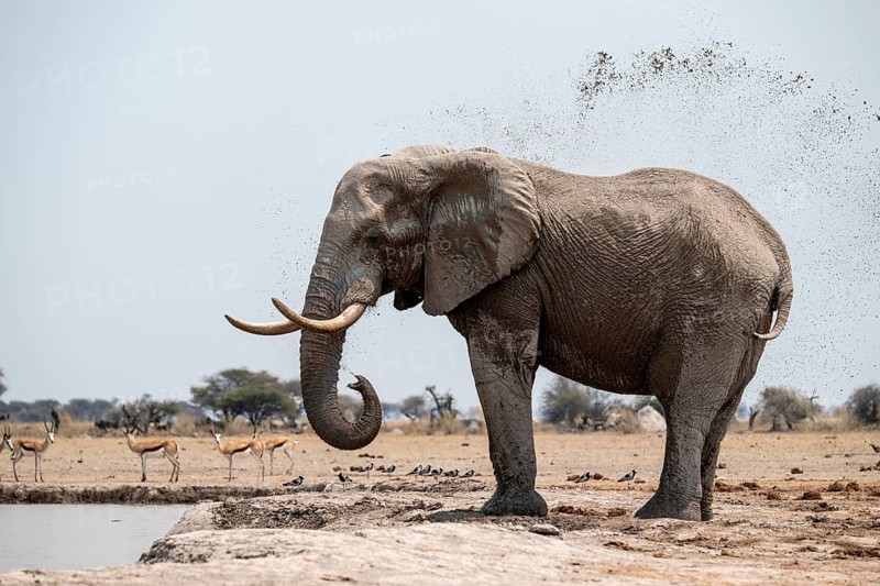 Mud bath, animal behavior, African elephant (Loxodonta africana), at waterhole, Nxai Pan National Park, Botswana