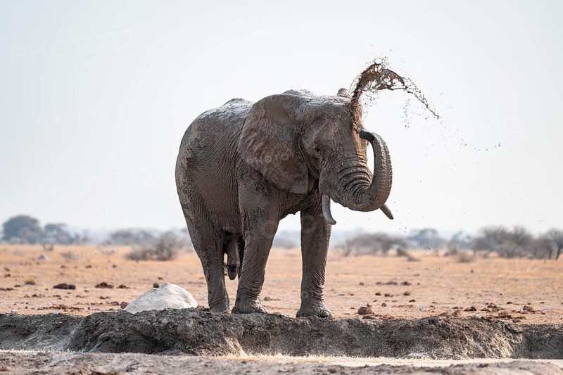 Male, African elephant (Loxodonta africana), mud bath at waterhole, Nxai Pan National Park, Botswana