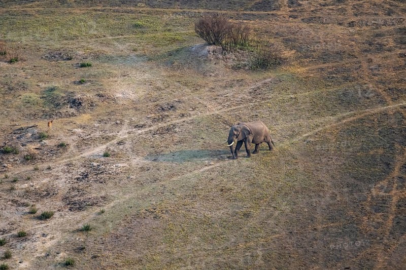 African elephant (Loxodonta africana) in dry savanna, aerial view, Okavango Delta, Botswana
