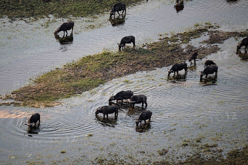 Kaffir buffalo (Syncerus caffer caffer), flock drinking in the river, aerial view, Okavango Delta, Botswana