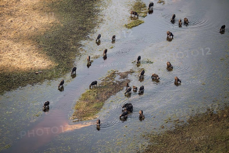 Kaffir buffalo (Syncerus caffer caffer), flock in river, aerial view, Okavango Delta, Botswana
