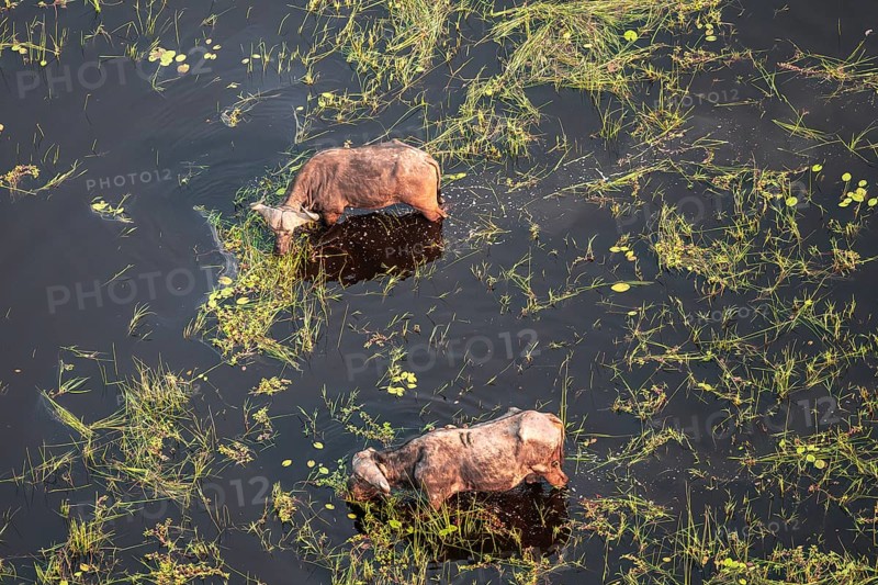 Kaffir buffalo (Syncerus caffer caffer), Two animals drinking in the river, aerial view, Okavango Delta, Botswana