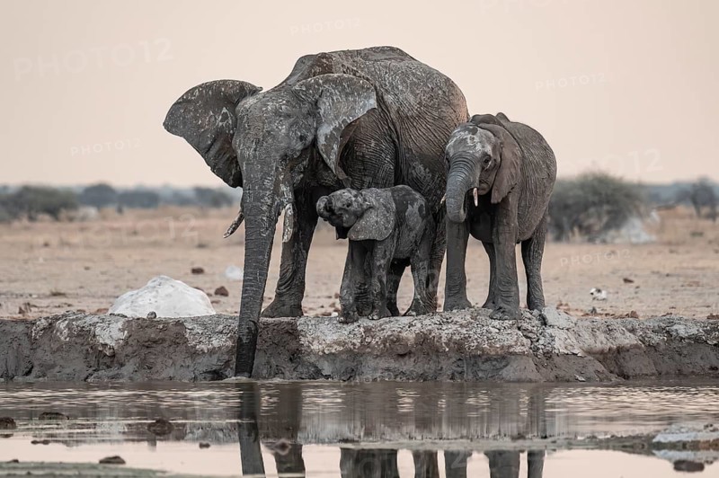 Animal family with baby elephant, African elephants (Loxodonta africana), drinking at the waterhole, dramatic reflection in the water, Nxai Pan National Park, Botswana