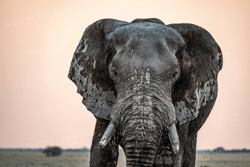 Animal Portrait, Dramatic African Elephant (Loxodonta africana), at a waterhole, Nxai Pan National Park, Botswana