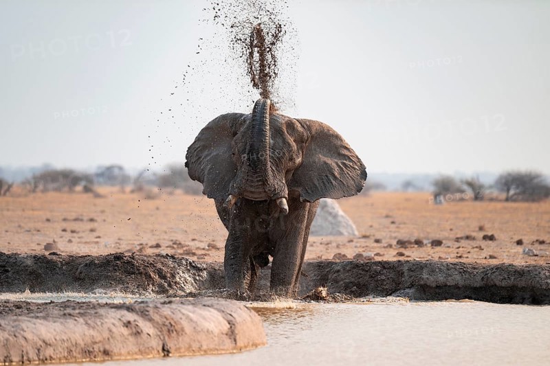 Male, African elephant (Loxodonta africana), mud bath at waterhole, Nxai Pan National Park, Botswana
