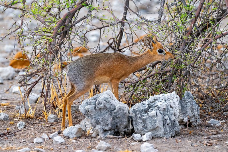 Kirk's Dik-dik (Madoqua kirkii), adult animal in the undergrowth, Etosha National Park, Namibia