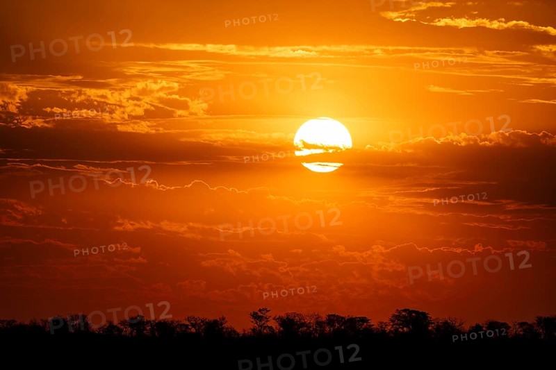 Impressive sunset over the African savanna, silhouette of the horizon with trees in front of the sun, at Halali waterhole, Etosha National Park, Namibia