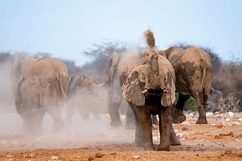African elephant (Loxodonta africana), taking a mud bath and dusting, Etosha National Park, Namibia