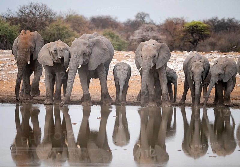 Herd of animals, animal family, African elephant (Loxodonta africana), drinking at a waterhole, beautiful reflection, Etosha National Park, Namibia