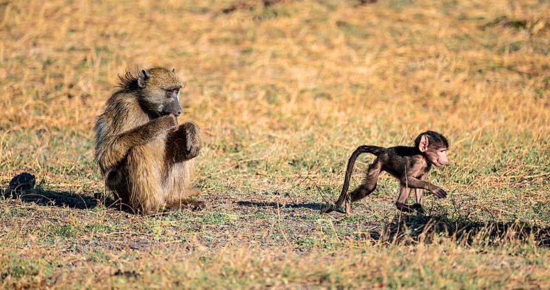 Young animal playing with mother, bear baboons (Papio ursinus), Ihaha, Chobe National Park National Park, Botswan