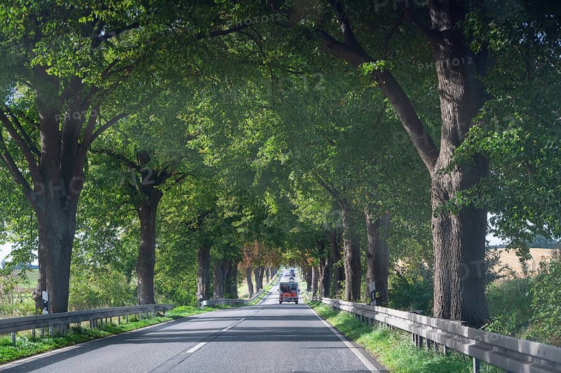 Lindenallee (Tilia) on the B4, Rehna, Mecklenburg-Western Pomerania