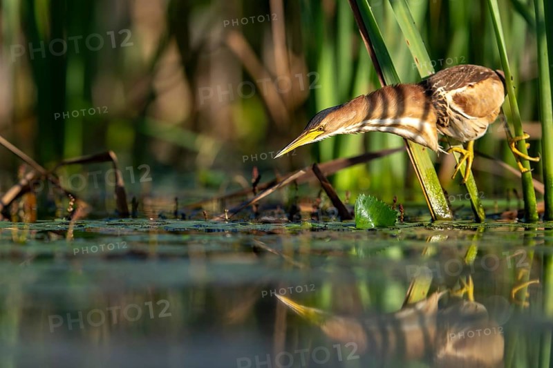 Little Bittern (Ixobrychus minutus), lurking in reeds, Race, Slovenia