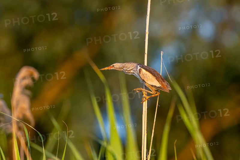 Little bittern (Ixobrychus minutus), lurking on reed stalks, Danube Delta, Romania