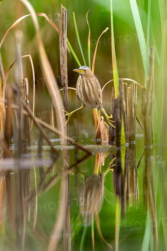 Little Bittern (Ixobrychus minutus), lurking in reeds, Race, Slovenia