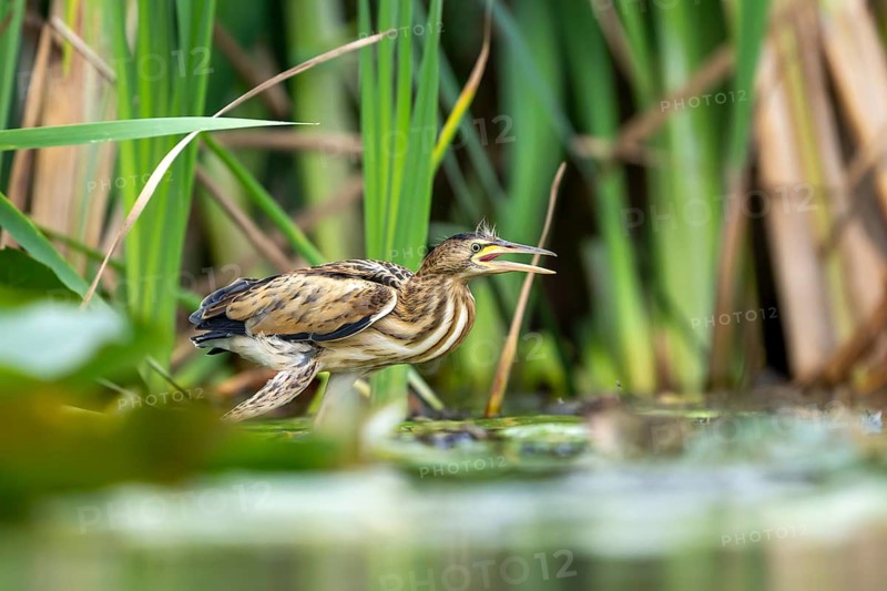 Little Bittern (Ixobrychus minutus) sitting on reed stalk, Race, Slovenia