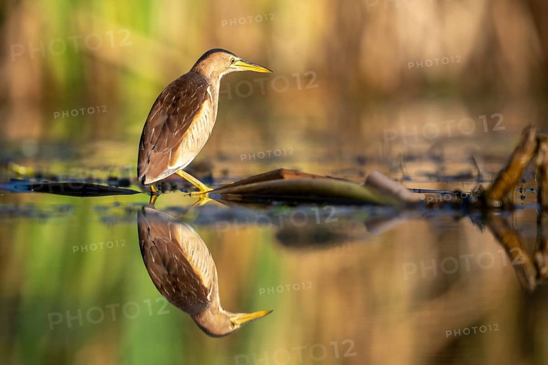 Little Bittern (Ixobrychus minutus), in water, with reflection, Race, Slovenia