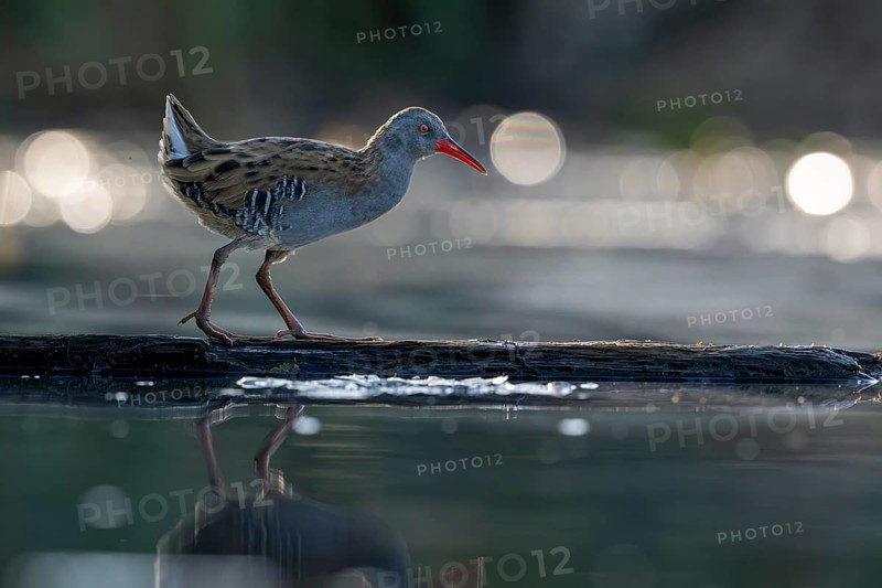 Water rail (Rallus aquaticus), on tree trunk in water, standing, Race, Slovenia