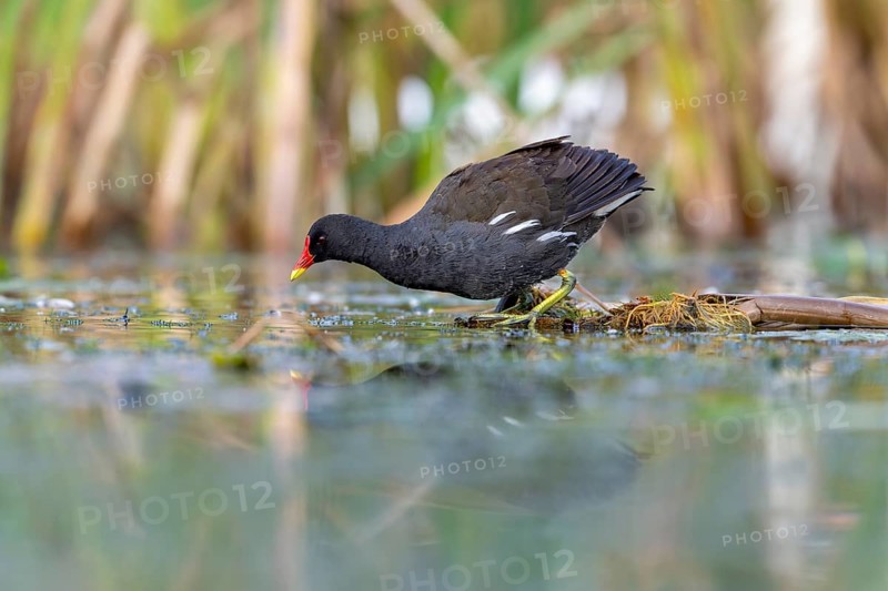 Pond grouse (Gallinula chloropus) .on the water, Race, Slovenia