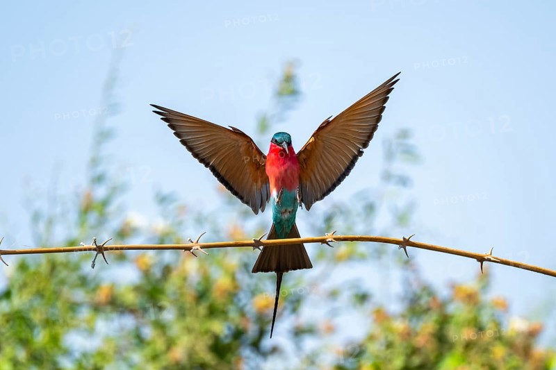 Scarlet Pint (Merops nubicoides), bee-eater lands on branch, Okavango Delta, Moremi Game Reserve, Botswana