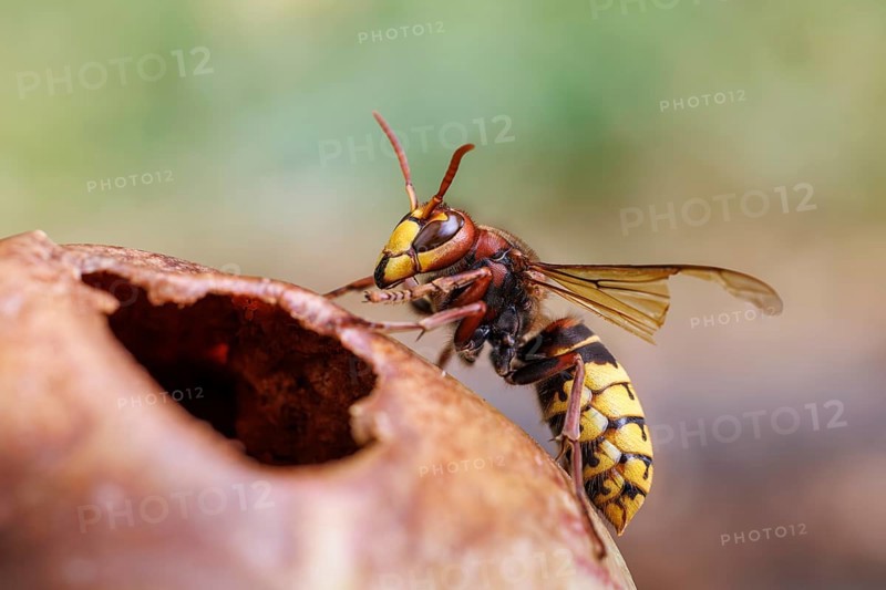 Hornet (Vespa crabro) eats on an apple, Germany