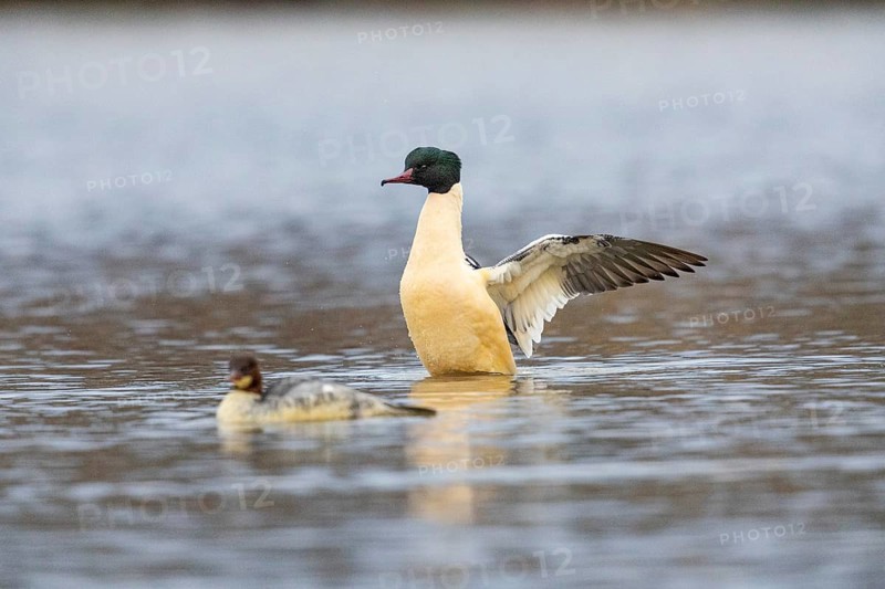 Goose säger (Mergus merganser) ml Germany