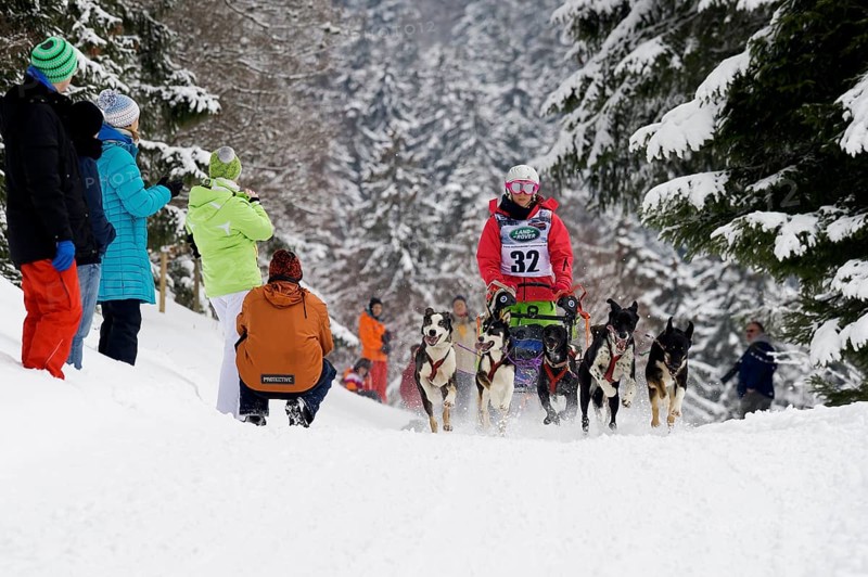 Sled dog racing, Todtmoos, Black Forest, Baden-Württemberg, Germany