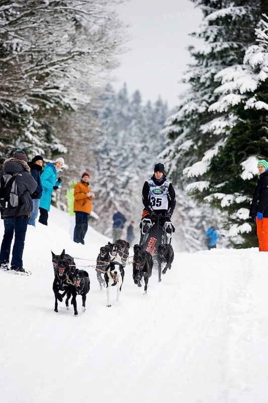 Sled dog racing, Todtmoos, Black Forest, Baden-Württemberg, Germany