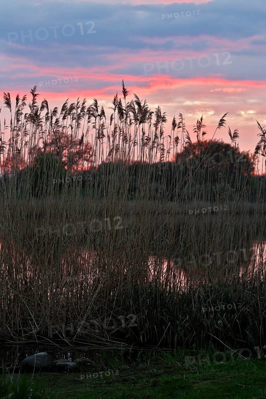 Romantic sunset with reeds and pink sky over the river, Peenetal nature park Park, Mecklenburg-Western Pomerania, Germany