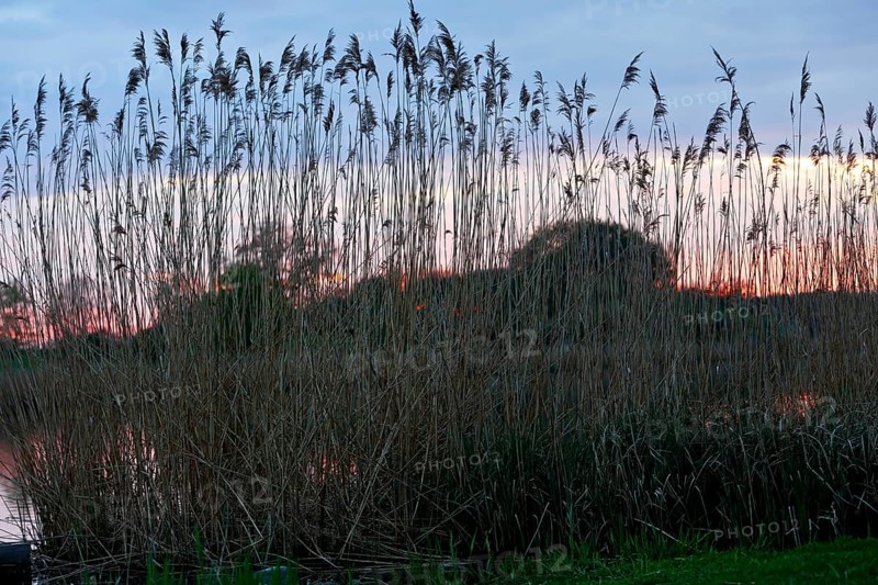 Tall reeds on the riverbank in front of a gentle sunset on the horizon, Peenetal nature park Park, Mecklenburg-Western Pomerania, Germany