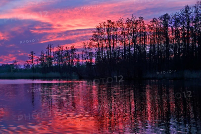 Colourful sunset with pink sky and trees reflecting in calm water, Peenetal nature park Park, Mecklenburg-Western Pomerania, Germany