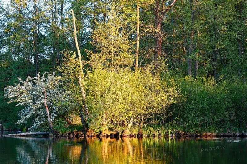 Bright sunlight falls on plants on the riverbank, surrounded by forests, Peenetal nature park Park, Mecklenburg-Western Pomerania, Germany