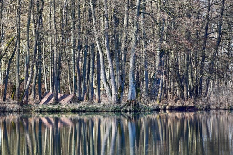 Alder quarry forest in spring, hidden camp of a nature photographer, A dense forest is reflected calmly in the water, creates a timeless natural atmosphere, Peenetal nature park Park, Mecklenburg-Western Pomerania, Germany