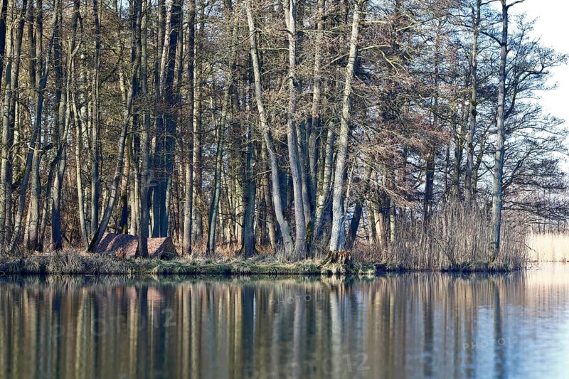 Alder quarry forest in spring, hidden camp of a nature photographer, trees in the forest are reflected in still water, surrounded by a cool atmosphere, Peenetal nature park Park, Mecklenburg-Western Pomerania, Germany