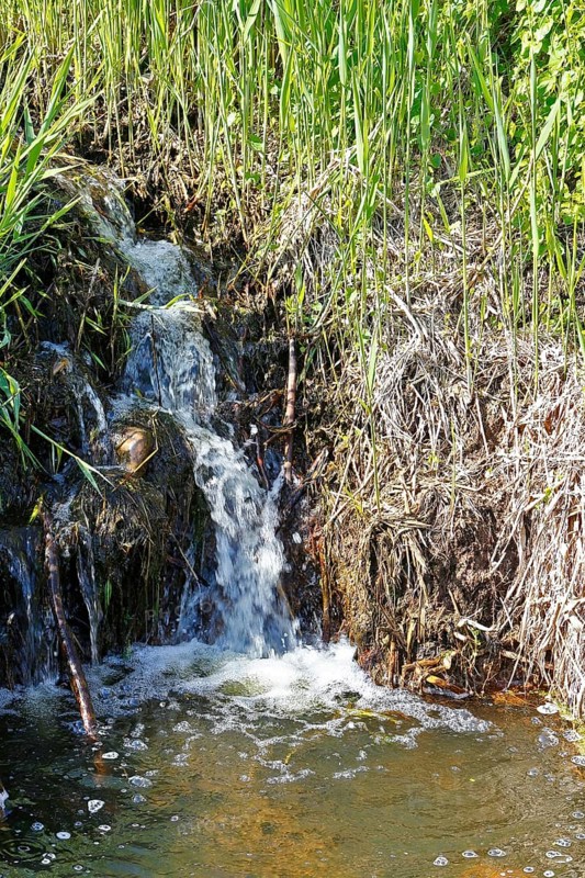 Moor outlet, small waterfall in a stream surrounded by lush reeds and vegetation, Peenetal nature park Park, Mecklenburg-Western Pomerania, Germany