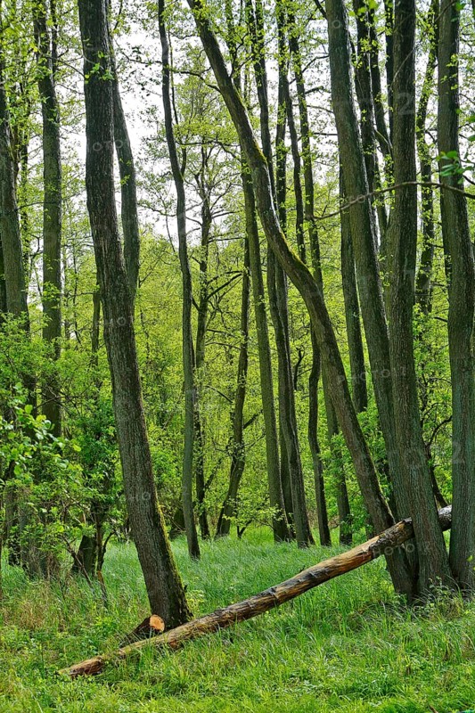 Alder quarry forest in spring, green trees and grass in a quiet forest, Peenetal nature park Park, Mecklenburg-Western Pomerania, Germany