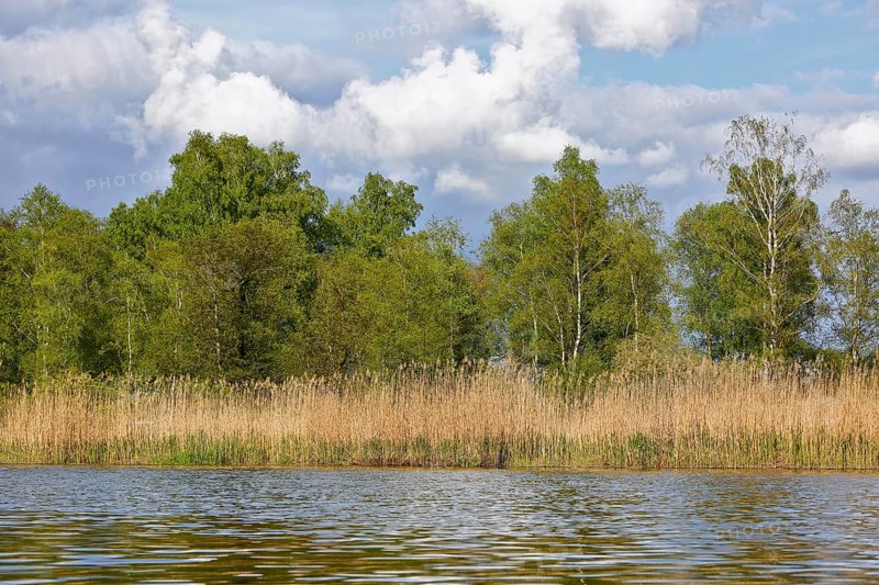 Tranquil river landscape with reeds, birches and cloudy sky in the background, Peenetal nature park Park, Mecklenburg-Western Pomerania, Germany