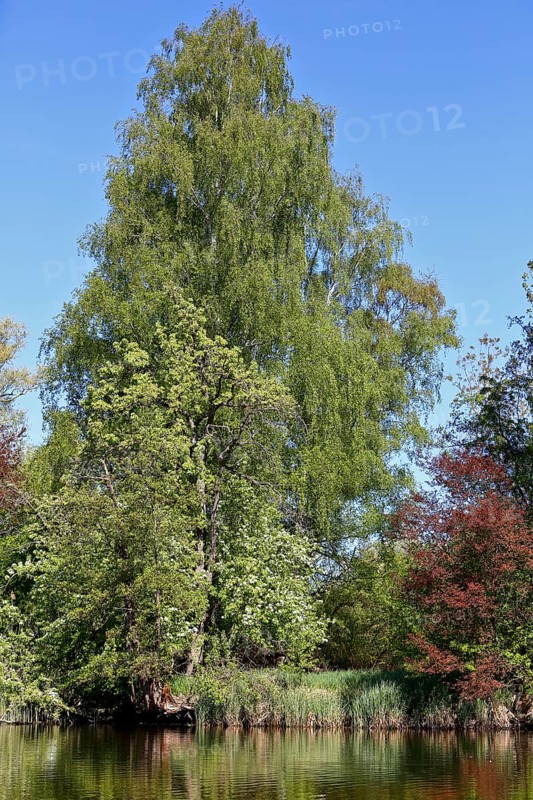 Large birch tree on the banks of a river under a blue sky, Peenetal nature park Park, Mecklenburg-Western Pomerania, Germany