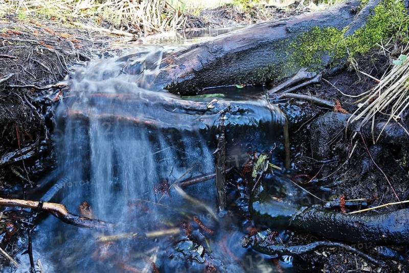Moor outlet, A clear stream flows over roots and moss in the forest, Peenetal nature park Park, Mecklenburg-Western Pomerania, Germany